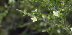 Lachnaea axillaris