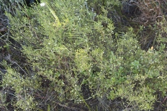 Lachnaea axillaris