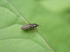 Dimorphopterus japonicus