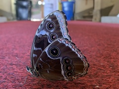 Morpho helenor