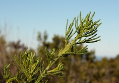 Psoralea muirii