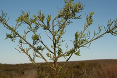 Psoralea muirii
