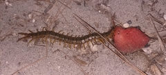 Scolopendra cingulata