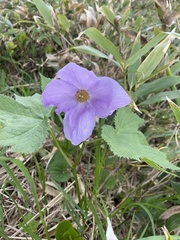 Glaucidium palmatum