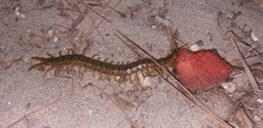 Scolopendra cingulata