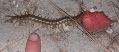 Scolopendra cingulata