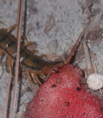 Scolopendra cingulata
