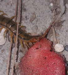 Scolopendra cingulata