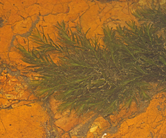 Fissidens berteroi