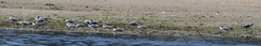 Leucophaeus atricilla megalopterus