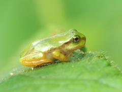 Hyla japonica