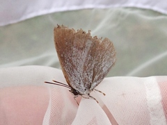 Curetis acuta paracuta