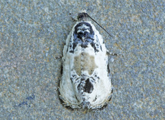 Olethreutes griseoalbana