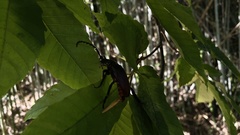 Prionus insularis