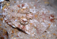 Thysanophrys cirronasus