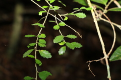 Acalypha capillipes