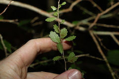Acalypha capillipes