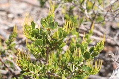 Dodonaea bursariifolia