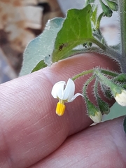 Solanum villosum