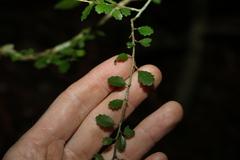 Acalypha capillipes