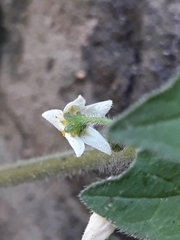 Solanum villosum