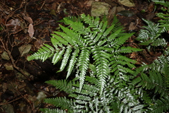 Lastreopsis marginans