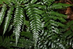 Lastreopsis marginans