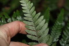 Lastreopsis marginans