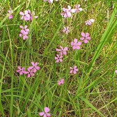Dianthus deltoides deltoides