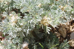 Astragalus nebrodensis