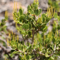 Dodonaea bursariifolia