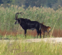 Hippotragus niger niger