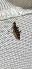 Oedemera barbara