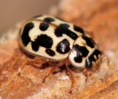 Anisosticta bitriangularis