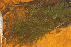 Fissidens berteroi