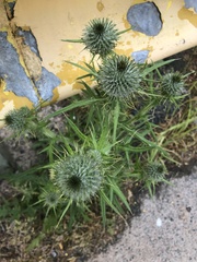 Cirsium vulgare