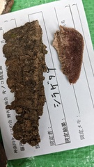 Trichaptum byssogenum