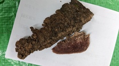 Trichaptum byssogenum