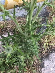 Cirsium vulgare