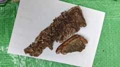 Trichaptum byssogenum