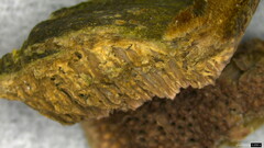 Trichaptum byssogenum