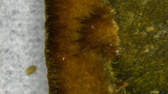 Trichaptum byssogenum