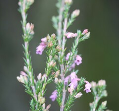 Erica acuta