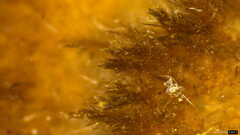 Trichaptum byssogenum