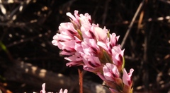 Amphithalea ericifolia ericifolia