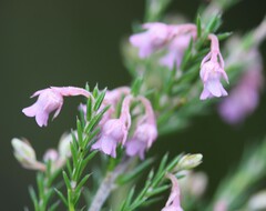 Erica acuta