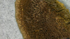 Trichaptum byssogenum