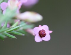 Erica acuta
