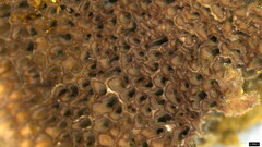 Trichaptum byssogenum