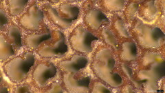 Trichaptum byssogenum